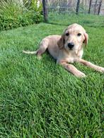 Mooie goldendoodle gekruist met golden retriever ., Dieren en Toebehoren, Overige rassen, CDV (hondenziekte), 8 tot 15 weken, Teef