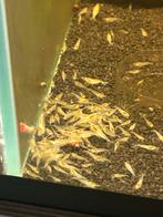 Snowbal/ white pearl neocaridina garnalen, Dieren en Toebehoren, Vissen | Aquariumvissen, Kreeft, Krab of Garnaal, Zoetwatervis