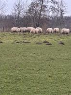 Fokschapen, Vrouwelijk, Schaap