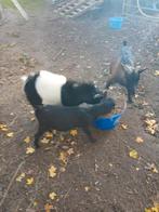 Geiten bokjes, Mannelijk, Geit