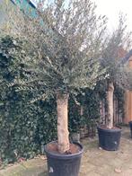 Super mooie olijfboom 220 cm hoog dikke atam, 100 tot 250 cm, Olijfboom, Zomer, Ophalen