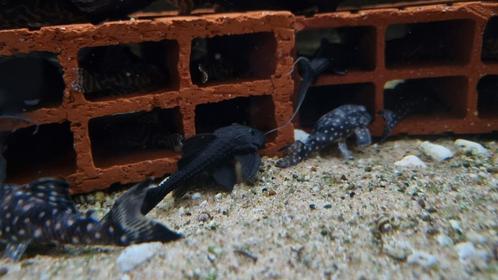 L155 | Acanthicus hystrix, Dieren en Toebehoren, Vissen | Aquariumvissen, Zoetwatervis, Vis