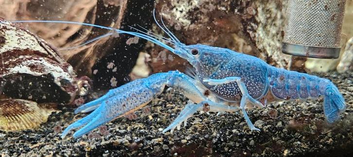 Blauwe florida kreeft, Dieren en Toebehoren, Vissen | Aquariumvissen