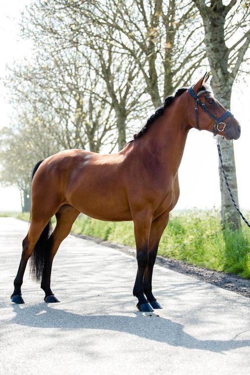 Zeer knappe D pony te koop!, Dieren en Toebehoren, Pony's, Merrie, B, D pony (1.37m tot 1.48m), Dressuurpony, 7 tot 10 jaar, Met stamboom