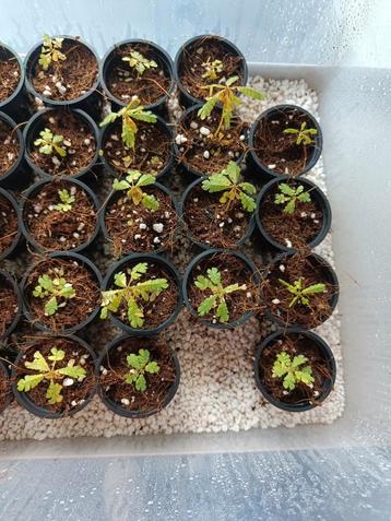 Biophytum plantjes  beschikbaar voor biedingen