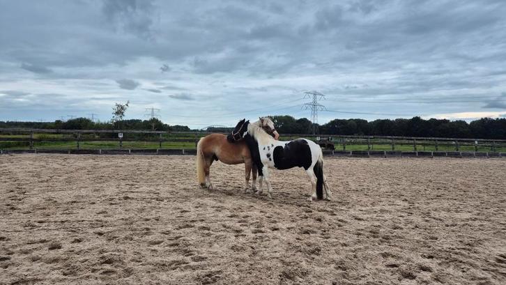 Bijrijder gezocht, Dieren en Toebehoren, Stalling en Weidegang