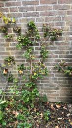 Klimhortensia 1,40 hoog, Tuin en Terras, Planten | Struiken en Hagen, Ophalen, Overige soorten, 100 tot 250 cm