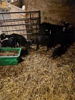 Te koop mini schaapjes, Dieren en Toebehoren, Schapen, Geiten en Varkens, Schaap, Meerdere dieren