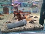 Neolamprologus Cylindricus Tanganyika Cichliden, Dieren en Toebehoren, Vissen | Aquariumvissen, Vis, Zoetwatervis