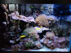 Zeeaquarium koraal, Dieren en Toebehoren, Vissen | Aquaria en Toebehoren, Ophalen