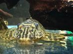 Hypancistrus Debilittera, Dieren en Toebehoren, Vissen | Aquariumvissen, Vis