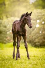 Barock Pinto merrie veulen, Dieren en Toebehoren, Paarden, Merrie, 0 tot 2 jaar