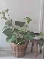 Monstera plant, Tuin en Terras, Planten | Tuinplanten, Ophalen