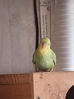 Mooi parkiet, Dieren en Toebehoren, Vogels | Parkieten en Papegaaien, Mannelijk, Parkiet