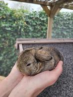 Baby hangoor konijntjes, Meerdere dieren, Dwerg, 0 tot 2 jaar, Hangoor