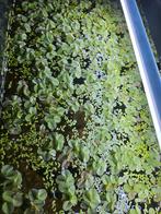 Drijfplantjes, Ophalen, Zo goed als nieuw, Plant(en), Steen of Hout
