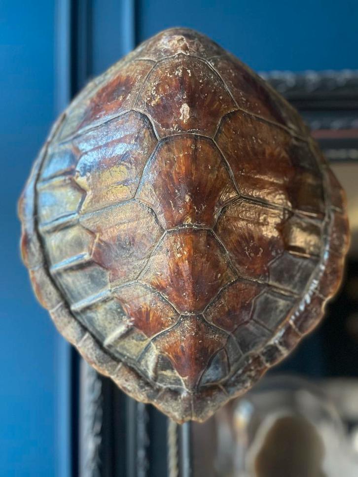 Schildpad Schild - Decoratie antiek, Verzamelen, Dierenverzamelingen, Gebruikt, Schedel, Reptiel of Amfibie, Ophalen of Verzenden