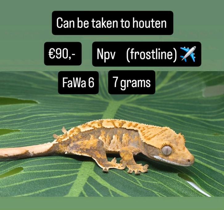 Wimpergekko/ crested gecko, Dieren en Toebehoren, Reptielen en Amfibieën