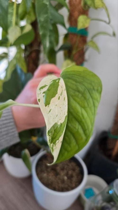 Verschillende planten en stekken, Huis en Inrichting, Kamerplanten, Ophalen of Verzenden