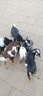Makke bokjes te koop, Dieren en Toebehoren, Schapen, Geiten en Varkens, Mannelijk, Geit, 0 tot 2 jaar
