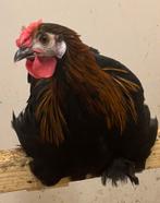 Haantje, Dieren en Toebehoren, Pluimvee, Mannelijk, Kip