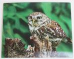 Kaart met 3D-effect: uil (steenuil), Ophalen of Verzenden, 1980 tot heden, Ongelopen, Vogel