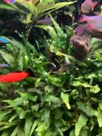 Zwaarddrager man, Dieren en Toebehoren, Vissen | Aquariumvissen, Vis, Zoetwatervis
