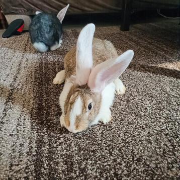 Mooie reus Rammelaar beschikbaar voor biedingen