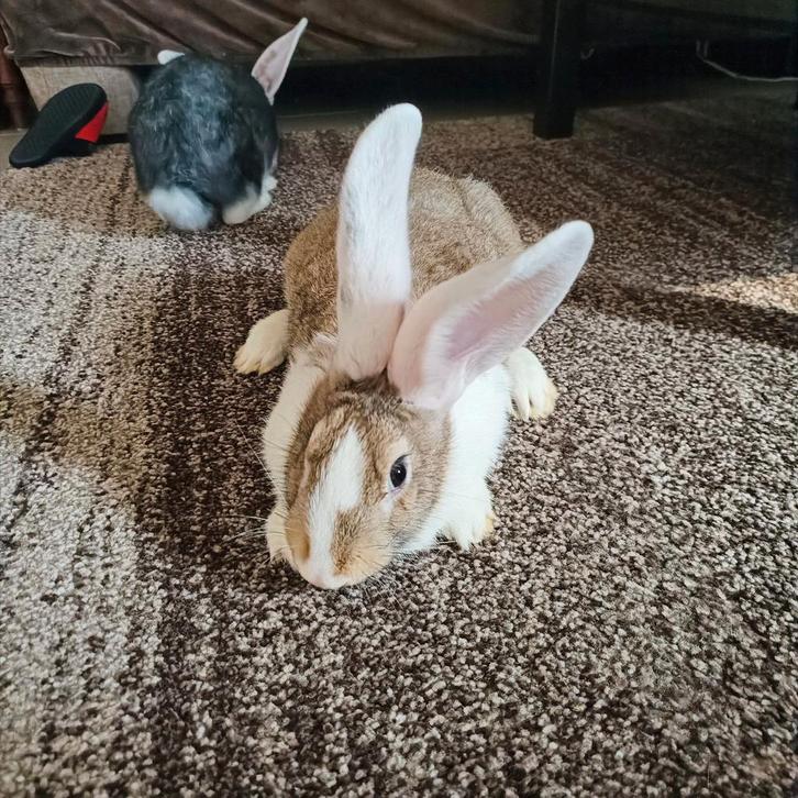 Mooie reus Rammelaar, Dieren en Toebehoren, Konijnen, Groot, Meerdere dieren, 0 tot 2 jaar