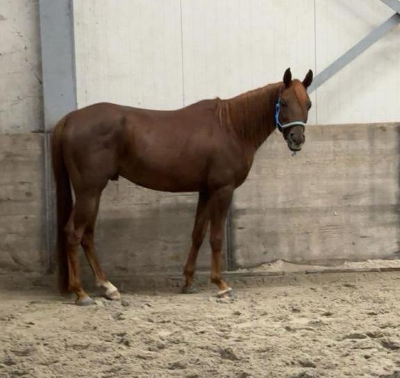 Lieve arabier met goed stamboek, Dieren en Toebehoren, Pony's, Ruin, Zadelmak, E pony (1.48m - 1.57m), Recreatiepony, 7 tot 10 jaar