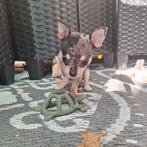Nog 1 zeldzame Bleu Merle Chihuahua Puppy teefje, Dieren en Toebehoren, Honden | Chihuahua's en Gezelschapshonden, Rabiës (hondsdolheid)