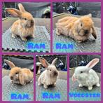 Mooie franse hangoortjes mogen vanaf 23 december verhuizen, Dieren en Toebehoren, Konijnen, Meerdere dieren, Groot