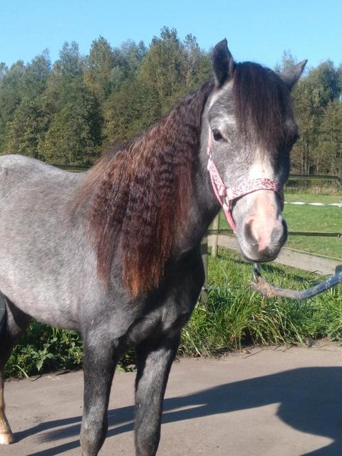 verzorgpony aarle rixtel, Dieren en Toebehoren, Paarden en Pony's | Verzorgingsproducten, Nieuw, Ophalen