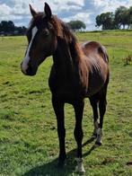 Zeer lieve stoere hoogbenige dressuurhengst van Extreme U.S., Dieren en Toebehoren, Paarden, Dressuurpaard, 0 tot 2 jaar, Hengst