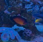 Coral beauty zoutwater aquariumvis, Dieren en Toebehoren, Vissen | Aquariumvissen, Vis, Zoutwatervis