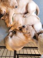 Labrador pups met FCI stamboom, 8 tot 15 weken, Labrador retriever, CDV (hondenziekte), Meerdere
