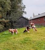 Shetlander  dekhengst te huur....., Dieren en Toebehoren, Hengst