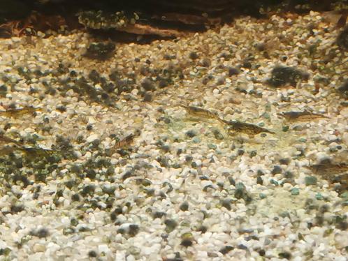 Garnalen Mix, van groot en kleine jongen Garnalen door elkaa, Dieren en Toebehoren, Vissen | Aquariumvissen, Zoetwatervis, Kreeft, Krab of Garnaal