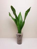Sansevieria moonshine, populaire kamerplantje, Overige soorten, Ophalen of Verzenden, In pot, Minder dan 100 cm