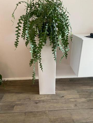 Kunststof Decoratie Zuil beschikbaar voor biedingen