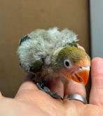 Jonge groene Agapornis fischeri dwergpapegaai 617, Geslacht onbekend, Dwergpapegaai of Agapornis, Geringd