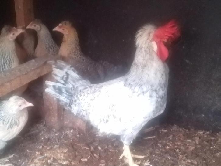 Broedeieren van Creamlegbar dat zijn lichtblauwe eieren, Dieren en Toebehoren, Pluimvee, Kip, Geslacht onbekend