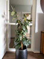 Pot met plant: Ficus Elastica, Huis en Inrichting, Ophalen, Ficus, 100 tot 150 cm, In pot