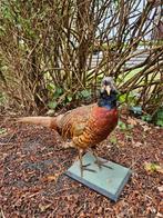 Opgezette fazant, Dieren en Toebehoren