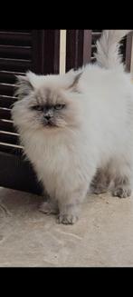 Prachtige elsa, Poes, Gechipt