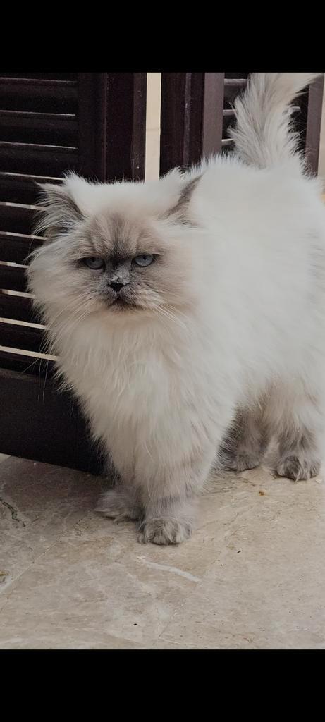 Prachtige elsa, Dieren en Toebehoren, Katten en Kittens | Raskatten | Langhaar, Poes, Gechipt