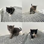 Kittens te koop, Geslacht onbekend, 0 tot 2 jaar