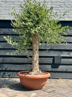 Olijfboom in decoschaal, Tuin en Terras, Planten | Bomen, 100 tot 250 cm, Olijfboom, Zomer, Ophalen