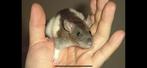 Ratten, Dieren en Toebehoren, Knaagdieren, Maart, Meerdere dieren, Rat