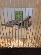 Blackface grasparkieten, Meerdere dieren, Parkiet